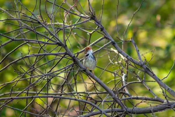 stock image Tailor bird on tree branch. High quality photo