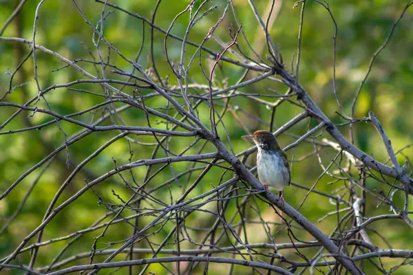 stock image Tailor bird on tree branch. High quality photo