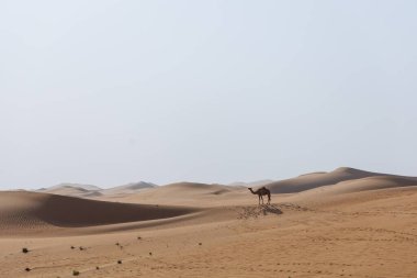 Birleşik Arap Emirlikleri 'nde Abu Dabi Al Qua çölünde bir deve. Fotoğraf ayrıca kum tepelerini de gösteriyor ve kameraman kum tepelerinde yürüyor..