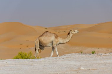 Birleşik Arap Emirlikleri 'nde Abu Dabi Al Qua çölünde bir deve. Fotoğraf ayrıca kum tepelerini de gösteriyor ve kameraman kum tepelerinde yürüyor..
