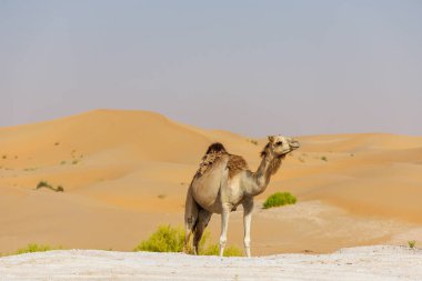 Birleşik Arap Emirlikleri 'nde Abu Dabi Al Qua çölünde bir deve. Fotoğraf ayrıca kum tepelerini de gösteriyor ve kameraman kum tepelerinde yürüyor..