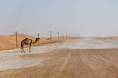 Birleşik Arap Emirlikleri 'nde Abu Dabi Al Qua çölünde bir deve. Fotoğraf ayrıca kum tepelerini de gösteriyor ve kameraman kum tepelerinde yürüyor..