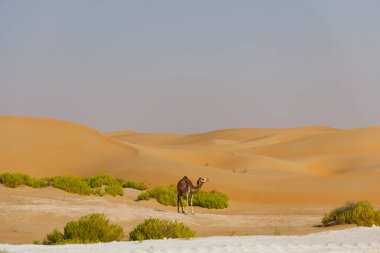 Birleşik Arap Emirlikleri 'nde Abu Dabi Al Qua çölünde bir deve. Fotoğraf ayrıca kum tepelerini de gösteriyor ve kameraman kum tepelerinde yürüyor..