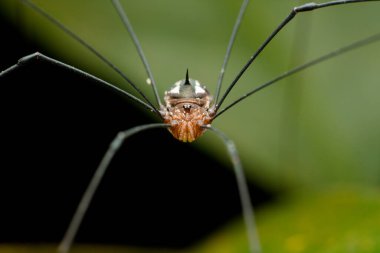 Eşsiz bir hasat örümceği (Opilione 'ler) sıra dışı bir karın çıkıntısı olan, makro detaylarla yakalanmış bir örümcek. Uzun bacakları bir yaprak üzerinde denge kurarken dışa doğru uzanıyor..