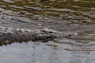 Yüzeyin hemen üstündeki engebeli pullu derisi ve gözleri ile sığ sularda sinsice yüzen bir timsahın yakın plan çekimi. Görüntü, avcıları sakin ama tetikte bir şekilde yakalıyor ve suda pusu kurmak için evrimsel mükemmelliğini vurguluyor..