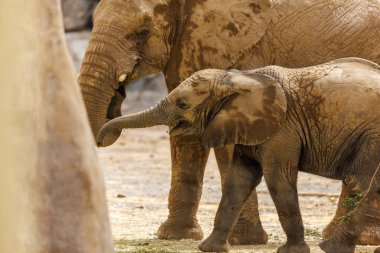 Yavru bir filin annesine yakın olduğu hassas bir an. Gövdesini dokunmak ve keşfetmek için kullanır. Bu dokunaklı vahşi yaşam çekimi anne ve buzağı arasındaki duygusal bağı yakalar..
