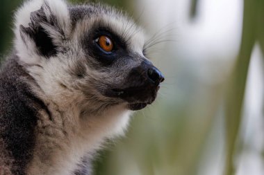 Halka kuyruklu bir lemur yukarı bakar, arkaplandaki yeşil yapraklarla çerçevelenir. Bileşim turuncu gözlerini ve keskin özelliklerini ön plana çıkarıyor. Bu etkileyici primatta merak ve merak dolu bir anı yakalıyor..