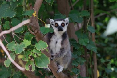 Serin halka kuyruklu lemur, yemyeşil bir gölgeyle çevrili bir ağaç dalında dinleniyor.. 