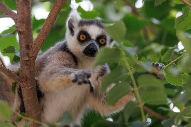 Halka kuyruklu bir lemur gergin bir kolla öne doğru uzanır ve yoğun yeşil yaprakları aşar. Turuncu gözleri kameraya kilitlenir, bu görüntü hareketi, niyeti ve vahşi doğadaki bağlantıyı yakalar..