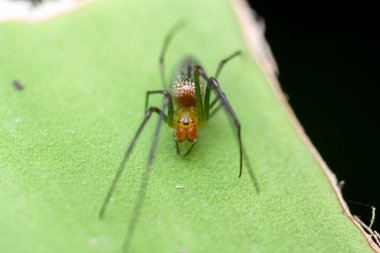 Bir Mesida türünün makro görüntüsü. Büyük çeneli örümcek. Metalik yeşil sırtlı, eğrelti otu yaprağında dinleniyor. Parlak karın ve ince bacaklar, parlak yeşil yeşillik ve koyu arkaplan ile çok güzel tezat oluşturuyor..
