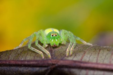 Zıplayan bir örümceğin (Viciria praemandibularis) belirgin beyaz gövdesini ve büyük gözlerini gösteren detaylı bir makro fotoğrafı. Canlı yeşil bir yaprak üzerinde yakalanan bu resim örümceğin karmaşık özelliklerini ve duruşunu vurguluyor.