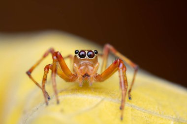 Sıçrayan bir örümceğin cesur ön portresi (Parabathippus sp.) Büyük yansıtıcı gözlerini, canlı turuncu bacaklarını ve sarı bir yaprağın üzerinde solgun bedenini sergiliyor. Tuzlu örümceklerin meraklı dünyasına büyüleyici bir bakış..