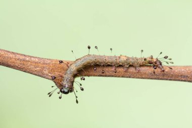 Baykuş güvesi tırtılının makro fotoğrafı (Homodes sp.) İnce bir dal üzerinde dinleniyor. Larva, küçük iğnelere benzeyen eşsiz koyu uçlu setae ile süslenmiştir. Bu da dikkat çekici bir kamuflaj ve tırtıl savunmasına büyüleyici bir bakış sağlar.