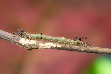 Baykuş güvesi tırtılının makro fotoğrafı (Homodes sp.) İnce bir dal üzerinde dinleniyor. Larva, küçük iğnelere benzeyen eşsiz koyu uçlu setae ile süslenmiştir. Bu da dikkat çekici bir kamuflaj ve tırtıl savunmasına büyüleyici bir bakış sağlar.