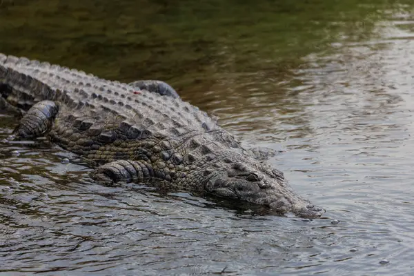 Yüzeyin hemen üstündeki engebeli pullu derisi ve gözleri ile sığ sularda sinsice yüzen bir timsahın yakın plan çekimi. Görüntü, avcıları sakin ama tetikte bir şekilde yakalıyor ve suda pusu kurmak için evrimsel mükemmelliğini vurguluyor..