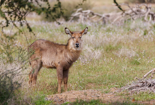 Молодой водолаз Kobus ellipsiprymnus стоит на открытой травянистой территории, окруженный полевыми цветами и редкой кистью. Антилопа выглядит осторожной, вероятно, осведомленной о своем окружении в дикой природе..