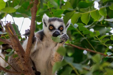 Halka kuyruklu bir lemur, yeşil bir yaprağı kemirirken bir dalı kavrarken rahatça ağaçta oturur. İfade eden turuncu gözleri ve meraklı duruşu yapraklı bir orman ortamında doğal beslenme davranışlarını yansıtır..