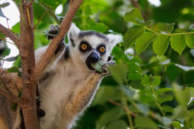 Bir ağaç gövdesini tutarken yeşil bir yaprak çiğnerken ısırılan halka kuyruklu bir lemuru gösteren esprili ve çarpıcı bir an. Parlak turuncu gözleri insansı bir şaşkınlık ve odaklanma ifadesiyle genişliyor..