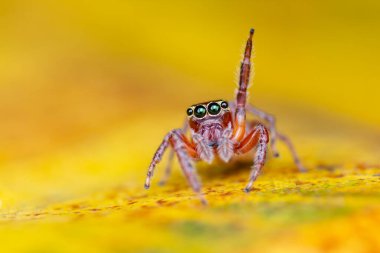 Kıtır bir sonbahar yaprağının üzerinde zıplayan küçük bir örümcek familyasına ait çarpıcı bir makro çekim. Bu yüksek çözünürlüklü görüntü örümceklerin parlak saçlarını, fotoreseptör gözlerini ve sıcak turuncu bir arkaplan karşısında duran ön bacaklarını vurgular. Kimlik