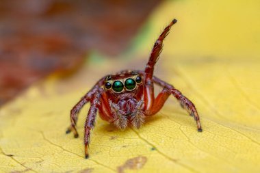 Parlak yeşil zıplayan bir örümcek olan Salticidae 'nin canlı bir makro görüntüsü. Yumuşak kıvrımlı bir yaprak üzerinde pürüzsüz bir deniz mavisi arkaplanı ile dengede duruyor. Fotoğrafta örümceklerin karmaşık vücut kılları, yapısal ayrıntılar ve geniş ileriye dönük gözler görülüyor.