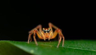 Parlak yeşil zıplayan bir örümcek olan Salticidae 'nin canlı bir makro görüntüsü. Yumuşak kıvrımlı bir yaprak üzerinde pürüzsüz bir deniz mavisi arkaplanı ile dengede duruyor. Fotoğrafta örümceklerin karmaşık vücut kılları, yapısal ayrıntılar ve geniş ileriye dönük gözler görülüyor.