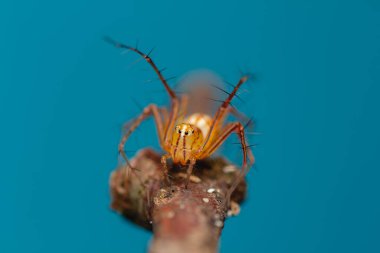 Benekli bir uzun boynuzlu böceğin dramatik makro fotoğrafı. Bakır cinsi, orman enkazı üzerine tünemiş. Bu yüksek çözünürlüklü görüntü böceklerin dış iskelet dokusunu, karmaşık bileşik gözleri ve özel bantlı antenleri vurgular.