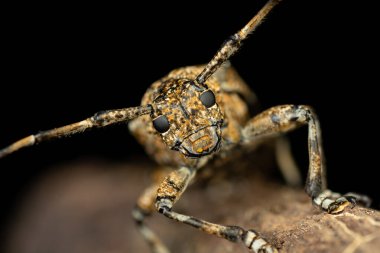 Benekli bir uzun boynuzlu böceğin dramatik makro fotoğrafı. Bakır cinsi, orman enkazı üzerine tünemiş. Bu yüksek çözünürlüklü görüntü böceklerin dış iskelet dokusunu, karmaşık bileşik gözleri ve özel bantlı antenleri vurgular.