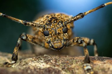 Benekli bir uzun boynuzlu böceğin dramatik makro fotoğrafı. Bakır cinsi, orman enkazı üzerine tünemiş. Bu yüksek çözünürlüklü görüntü böceklerin dış iskelet dokusunu, karmaşık bileşik gözleri ve özel bantlı antenleri vurgular.