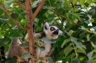 Halka kuyruklu bir lemur, yemyeşil yapraklarla çevrili bir ağaca tırmanır. Başı hafifçe yukarı döndü ve yoğun sarı gözler meraklı bir havayı yansıtıyor. Ağaçların hareketli olduğu canlı bir sahne..
