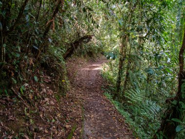 Yoğun yeşil bir ormanda yapraklarla kaplı ve yemyeşil bitki örtüsüyle çevrili huzurlu bir yürüyüş yolu. Doğa, macera ve seyahat kavramları için ideal..