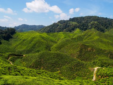 Parlak bir gökyüzünün altındaki tepelere yayılmış canlı yeşil çay tarlasının panoramik görüntüsü. Tarım, seyahat ve doğa teması için mükemmel..