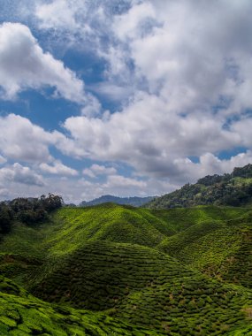 Parlak bir gökyüzünün altındaki tepelere yayılmış canlı yeşil çay tarlasının panoramik görüntüsü. Tarım, seyahat ve doğa teması için mükemmel..