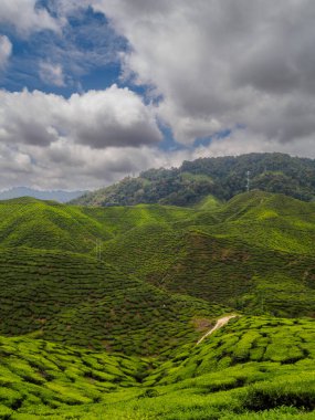 Dramatik bir gökyüzü altında yuvarlanan tepeleri kaplayan canlı yeşil çay tarlaları. Tarım, seyahat, eko-turizm ve manzara kavramları için mükemmel..