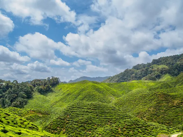 Parlak bir gökyüzünün altındaki tepelere yayılmış canlı yeşil çay tarlasının panoramik görüntüsü. Tarım, seyahat ve doğa teması için mükemmel..