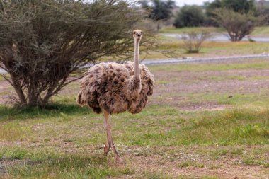 Bir devekuşu otlak bir patika boyunca güvenli adımlarla yürür, gözleri açık ve vücudu dik durur. Kuşlar tüylü tüyler ve uzun bacaklar çarpıcı detaylarla görülebilir..