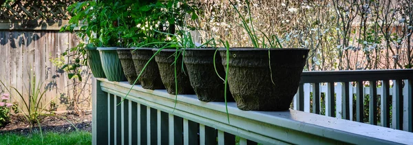 Panorama of a row of container vegetable plants on a backyard porch railing in the autumn