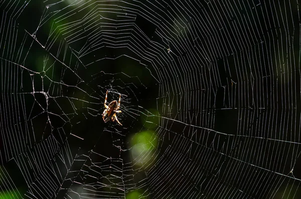 여름날 고도화된 웹에서 거미의 클로즈업 — 스톡 사진