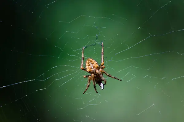 ภาพใกล ดเหน มมองของออร Weaver Spider บนเว องแสงแดดด วยพ นหล ภาพสต็อก