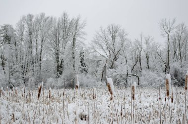 Aralık ayında gri bir kış gökyüzünün altında buz sazları, tırtıllar ve ağaçlar.