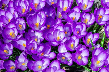 Tepedeki çerçeve, bahar güneşinin erken saatlerinde açan mor kır çiçeği grubunun görüntüsüyle doluydu.