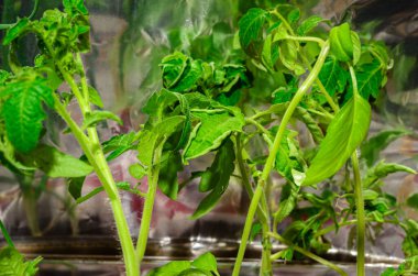 Kalay folyo arka planına kıvrılmış yapraklı stresli domates fidanlarının yakın plan çekimi