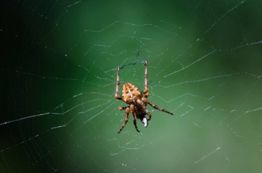 Güneş ışığıyla aydınlatılan ağındaki yeşil arkaplanlı Orb Weaver Örümceği 'nin yakın çekimi