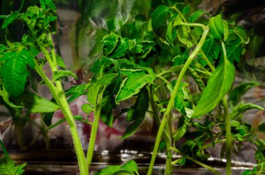 Close-up of stressed tomato seedlings with curled leaves against a tin foil background clipart