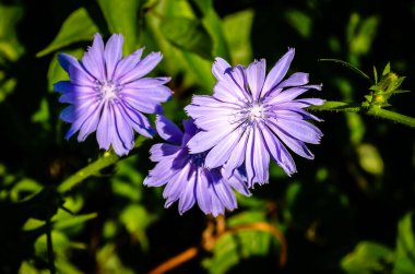 Üç Chicory çiçeğinin yakın plan görüntüsü Sabah güneşinde yeşil bir arkaplanda.