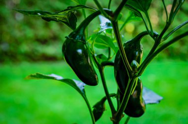 Bahçedeki iki Jalepeno Peppers ile yeşil bulanık bir arka plan.
