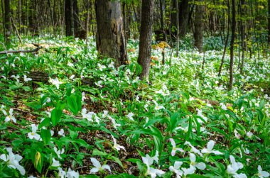 Arka planda ağaç gövdeleri olan bir bahar ormanı zemininde vahşi beyaz trilyonlarca yakın plan.