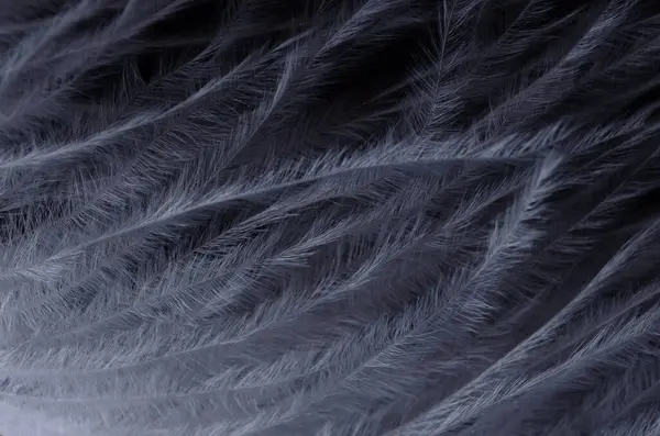 Siyah arkaplana karşı akan beyaz tüylü tüylerin tek renkli yakın çekimi