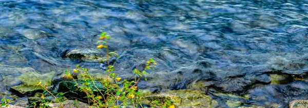 Prescott, Ontario yakınlarındaki St. Lawrence Nehri 'nin 6' ya 17 Panorama 'sı kayaların ve ön planda sarı çiçeklerin rüzgarda hareket ettiği bir çalılığın etrafında dönen uzun pozlu suyu gösteriyor..