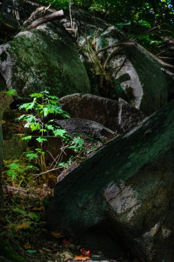 Genç akçaağaç, sonbaharda granit kayaların arasına güneş tarafından vurgulanır.