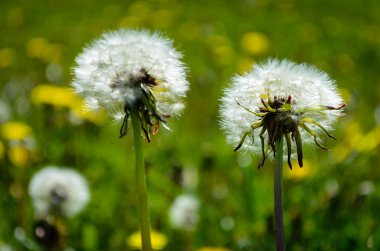 Üç tüylü karahindiba kafası tohum vermeye gitti. Arka planda odağı bozuk bir çayır var..